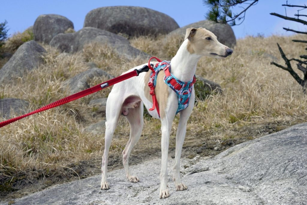 Why Your Pet Needs a Dog Harness