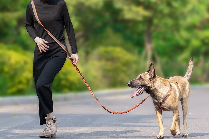 What is the best dog leash?