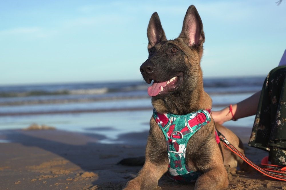 What Kind of Dog Harness Is Best?